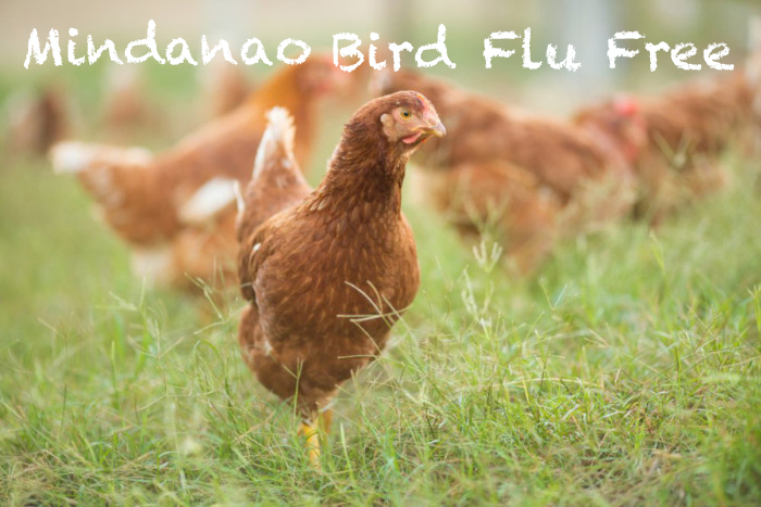 Mindanao Is A Bird Flu Free