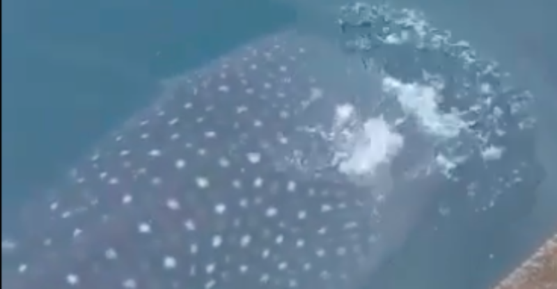 Medina Whale Shark, whale shark, danger whale, Misamis oriental Whale sharks